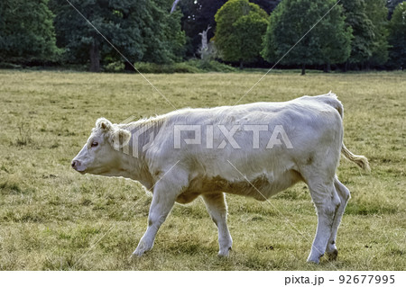 Charolais cattle - young bulls on British farm Charolais cattle - young bulls on British farm 92677995