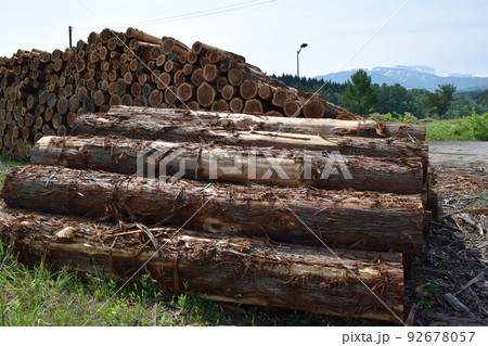 切り出された杉の丸太 切り出された杉の丸太 92678057