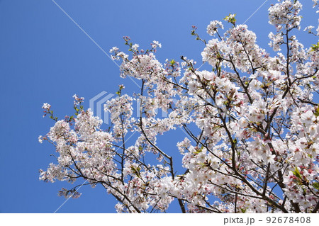 高尾野中部公園 桜の咲く頃 高尾野中部公園 桜の咲く頃 92678408