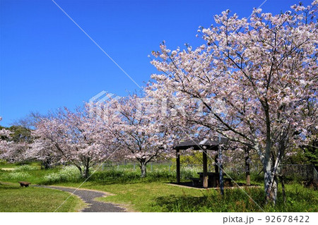 高尾野中部公園　桜の咲く頃 92678422