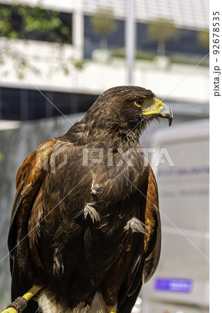 Harris's hawk (Parabuteo unicinctus) 92678535