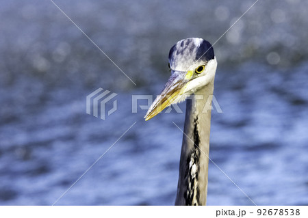 Wild grey heron (Ardea cinerea)  92678538