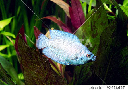 コバルトドワーフグーラミー　ターコイスグーラミィ　アクアリウム　あくび 92678697