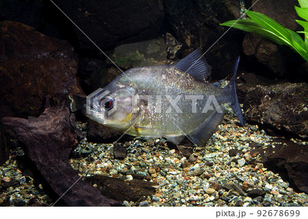 ピラニア　ブラックピラニア 92678699