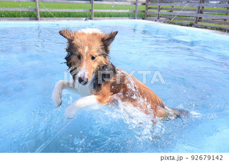 水遊びとシェルティ 水遊びとシェルティ 92679142