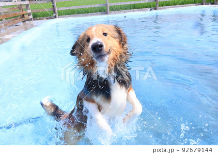 ユニークな犬 92679144