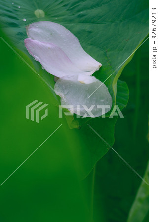 葉に舞い落ちた蓮の花びら 葉に舞い落ちた蓮の花びら 92679213