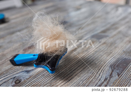 Man grooming cat with special gloves. Pet care. Man grooming cat with special gloves. Pet care. 92679288