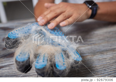 Man grooming cat with special gloves. Pet care. Man grooming cat with special gloves. Pet care. 92679306
