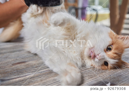 Man grooming cat with special gloves. Pet care. 92679308
