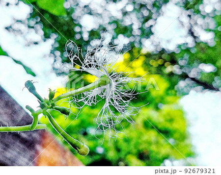 朝日を浴びて生き生きと成長した白い花「ヘビウリの花」水彩画風  92679321