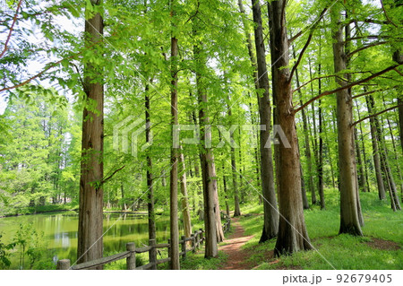 メタセコイア若葉の森 メタセコイア若葉の森 92679405