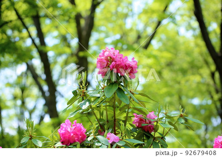 シャクナゲの花 92679408