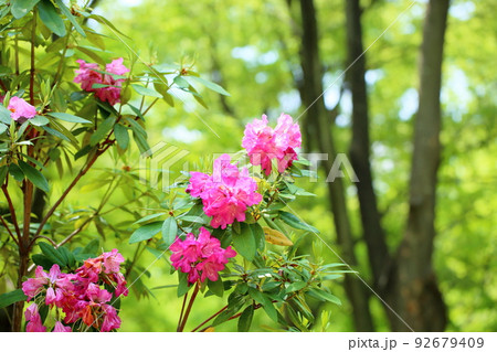 シャクナゲの花 92679409