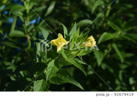 メマツヨイグサの花 92679419