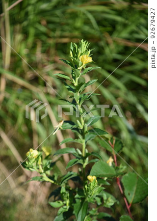 メマツヨイグサの花 メマツヨイグサの花 92679427