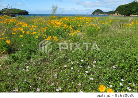 オオキンケイギクの咲いている、夏の海岸風景 オオキンケイギクの咲いている、夏の海岸風景 92680036