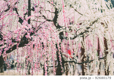結城神社の梅園 92680179