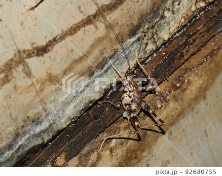 トンネルの壁に止まるマダラカマドウマ 92680755