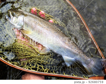Mountain stream lure fishing: Yamame - Stock Photo [75998949] - PIXTA