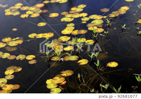 晩秋の尾瀬 92681077