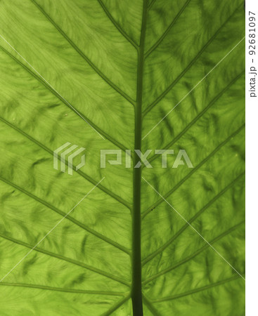 背景 バックグラウンド バックグランド 92681097