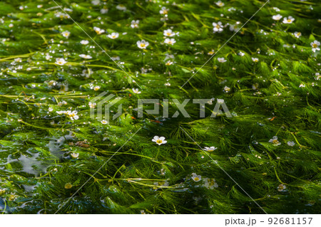 梅花藻・醒井宿 梅花藻・醒井宿 92681157