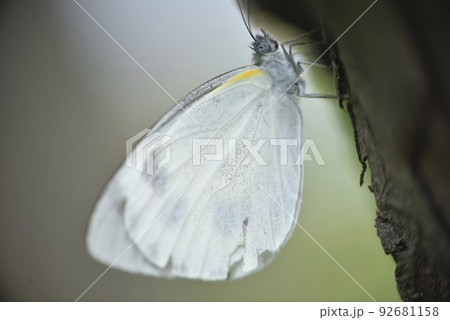 羽根 はね フェザー 92681158