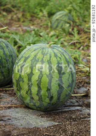 スイカの収穫 92681192