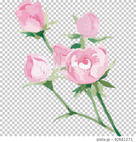 迷你玫瑰水彩 迷你玫瑰水彩 92681271