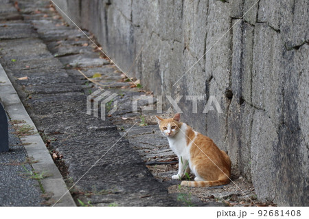 石垣の前の道にこちらを向いて座る1匹の猫がいる風景 石垣の前の道にこちらを向いて座る1匹の猫がいる風景 92681408