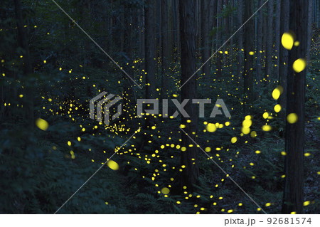 ヒメボタル　相生山緑地　名古屋市　林 92681574