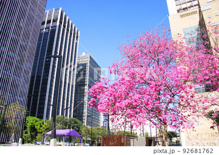 サンパウロの街中に咲くブラジル国花のイペー 92681762