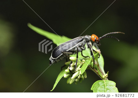 木の葉 葉 草の葉 92681772