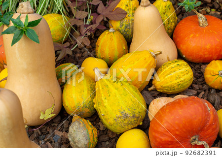 ハロウィンのカボチャ 92682391