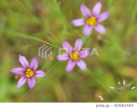 ニワゼキショウの花のアップ ニワゼキショウの花のアップ 92682464