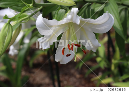 白い花びらのカサボランカの花をアップで撮影した風景 92682616