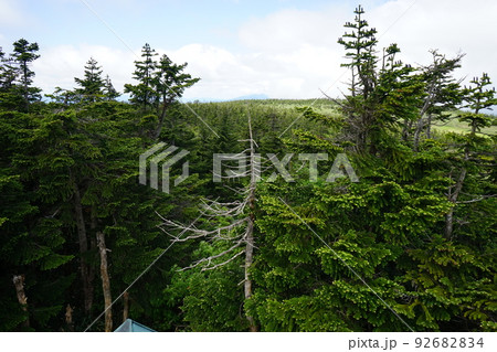 夏の八幡平はお花畑 頂上展望台 夏の八幡平はお花畑 頂上展望台 92682834