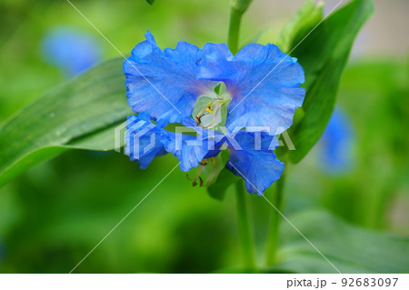青い露草の花 92683097