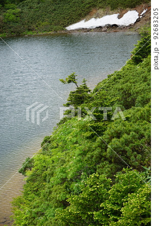 夏の八幡平はお花畑  ガマ沼 92683205