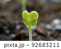 成長する 春 生態 92683211