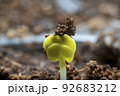 成長する 春 生態 92683212