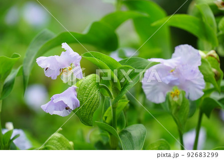 白い露草の花 92683299