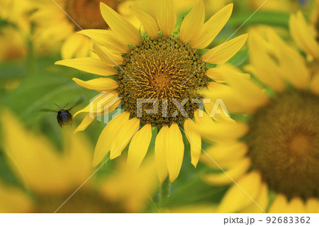ひまわりの花とミツバチ 92683362