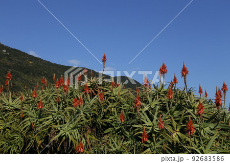 アロエ祭り アロエ祭り 92683586