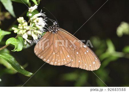 バグ 昆虫 苦悩 92683588