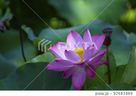 ハス　花　ピンク色　気品　美しい 92683869