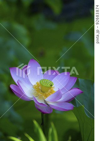 ハス　花　ピンク色　気品　美しい 92683874