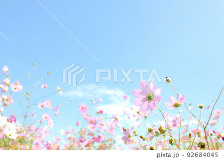 青空に映える優しいコスモス 92684045