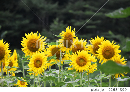 ひまわり ひまわり 92684399